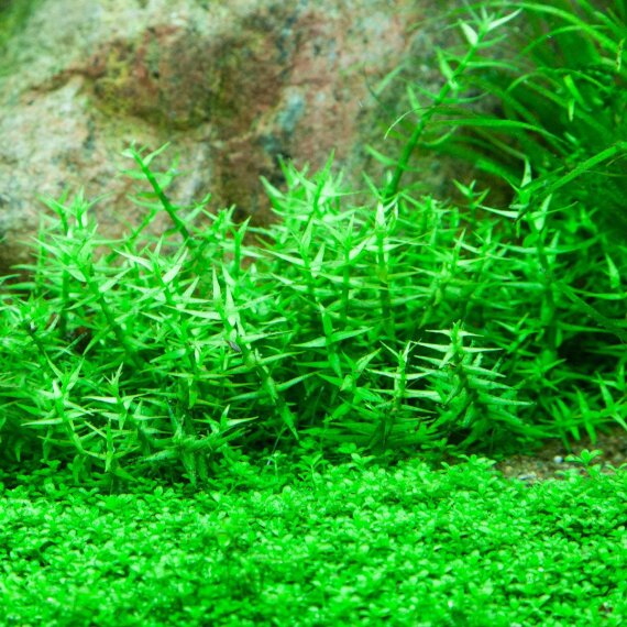 Gratiola viscidula - Klebriges Gnadenkraut