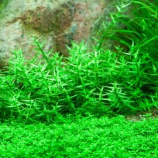 Gratiola viscidula - Klebriges Gnadenkraut