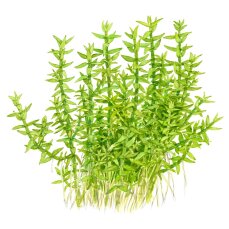 Gratiola viscidula - Klebriges Gnadenkraut
