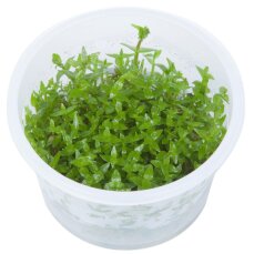 Gratiola viscidula - Klebriges Gnadenkraut