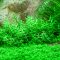 Gratiola viscidula - Klebriges Gnadenkraut