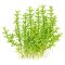 Gratiola viscidula - Klebriges Gnadenkraut