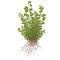 Micranthemum umbrosum - Perlenkraut