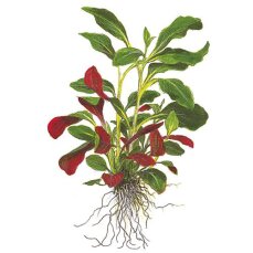Mini-Lobelie - Lobelia cardinalis Mini