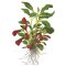 Mini-Lobelie - Lobelia cardinalis Mini