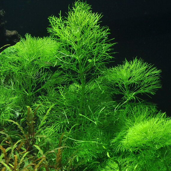 Limnophila aquatica - Wasser-Sumpffreund
