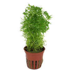 Limnophila aquatica - Wasser-Sumpffreund