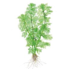 Limnophila aquatica - Wasser-Sumpffreund