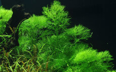 Limnophila aquatica - Wasser-Sumpffreund