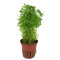Limnophila aquatica - Wasser-Sumpffreund