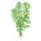 Limnophila aquatica - Wasser-Sumpffreund