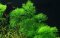 Limnophila aquatica - Wasser-Sumpffreund