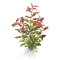 Rosablättriger Wasserfreund - Hygrophila polysperma