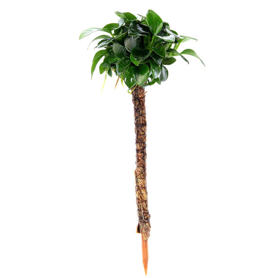 Anubias nana Bonsai auf Bonsai-Palme