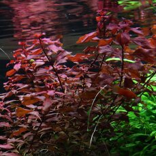 Ludwigia palustris - Rote Ludwigie