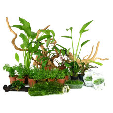 Juwel Vision 450 Liter - Diskusaquarium Aquariumpflanzenset
