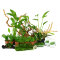 Juwel Vision 450 Liter - Diskusaquarium Aquariumpflanzenset