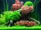 Aquarienlayout 75 von Tropica für ein Aquarium mit 100 l