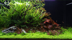 Aquarienlayout 110 von Tropica für ein 250 l Aquarium