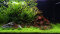 Aquarienlayout 110 von Tropica für ein 250 l Aquarium