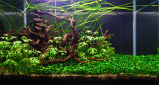 Aquariumlayout 103 von Tropica für ein 28 l Aquarium