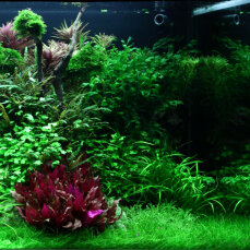 Aquarienlayout 96 von Tropica für 300 l Aquarium