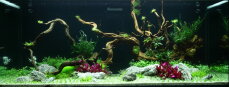 Aquarienlayout 96 von Tropica für 300 l Aquarium