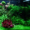 Aquarienlayout 96 von Tropica für 300 l Aquarium
