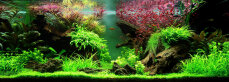 Aquarienlayout 80 von Tropica für ein Aquarium mit...