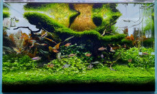 Aquarienlayout 122 - Jungle Type von Tropica für ein...