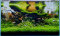Aquarienlayout 122 - Jungle Type von Tropica für ein 110 l Aquarium