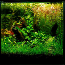 Aquariumlayout 102 von Tropica für ein 25 l Aquarium