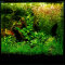 Aquariumlayout 102 von Tropica für ein 25 l Aquarium