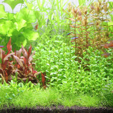 Aquarienlayout 85 von Tropica für ein 83 l Aquarium...