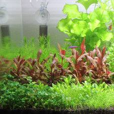Aquarienlayout 85 von Tropica für ein 83 l Aquarium...