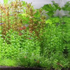 Aquarienlayout 85 von Tropica für ein 83 l Aquarium 35 Dosen 10 Arten