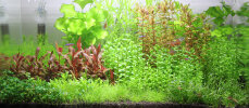 Aquarienlayout 85 von Tropica für ein 83 l Aquarium 35 Dosen 10 Arten