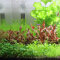 Aquarienlayout 85 von Tropica für ein 83 l Aquarium 35 Dosen 10 Arten