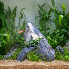 Aquarienlayout "The Mountain" von Tropica...