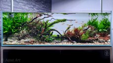 Aquarienlayout 120 von Tropica für ein 70  l Aquarium