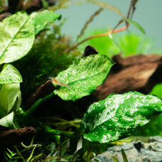 Anubias bateri var. nana ’Pinto’ Tropica