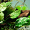 Anubias bateri var. nana ’Pinto’ Tropica