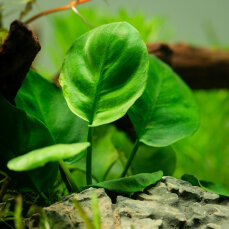 Anubias barteri ’Coin Leaf’ Tropica
