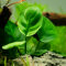 Anubias barteri ’Coin Leaf’ Tropica
