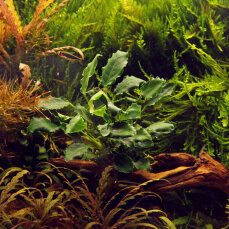Anubias barteri var. nana ’Kirin’ Tropica