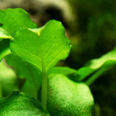 Schismatoglottis prietoi Laborpflanze Tropica