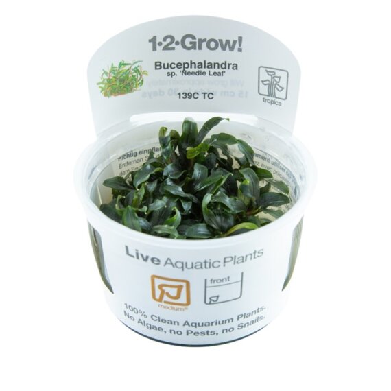 Bucephalandra sp. Needle Leaf Tropica