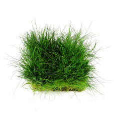 Eleocharis parvula - Nadelsimse auf Gitter 16 x 11 cm