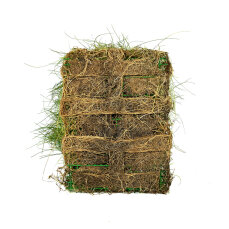 Eleocharis parvula - Nadelsimse auf Gitter 16 x 11 cm
