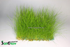 Eleocharis parvula - Nadelsimse auf Gitter 16 x 11 cm